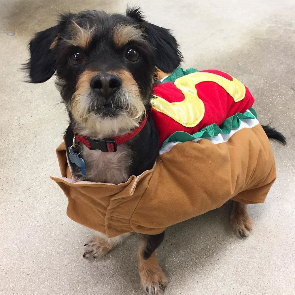 terrierbimby's tweet photo. Happy early Halloween! 🌭🌭🌭 #Halloween #Bimby #dog #pets #terrier #dachshund #costume #dogsofinstagram #petsofinsta… https://t.co/t6Xpddfm2Y https://t.co/2dMnqVMo6Y