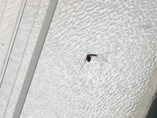 PestBook's tweet photo. Insetto sconosciuto - Forum - PestBook - Pest Control Network https://t.co/Mo4rR5EUo7 via @PestBook https://t.co/WHt1Lh4Yjk