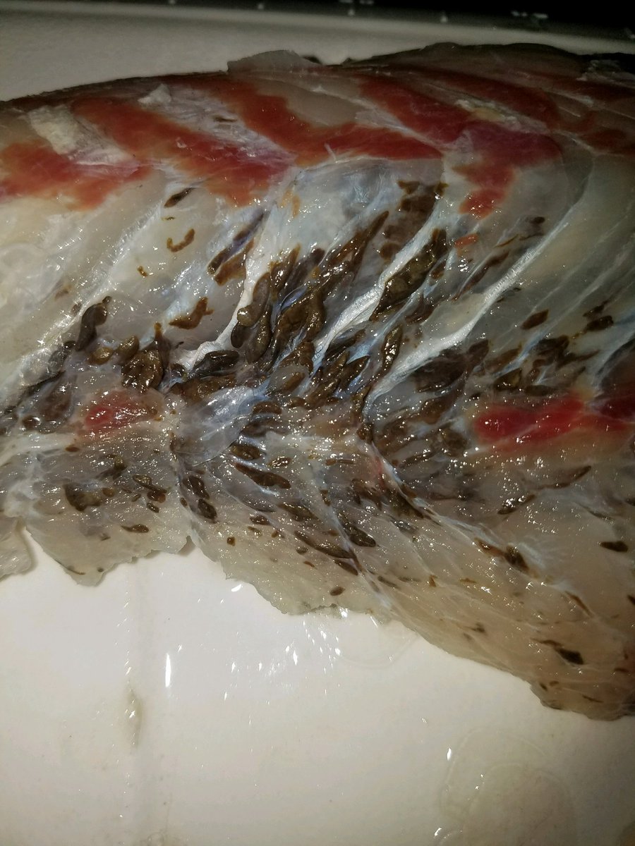 CastOffCaptain's tweet photo. @MyFWClife @MyFWC @SWSportsman @FL_Sportsman   what's up with the nasty fish in the Indian River? It's been like this for years... any help? https://t.co/TKTYxgRLIL