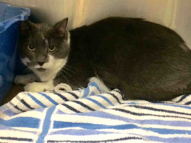 PetfindToronto's tweet photo. #DUNDAS #RONCESVALLE Pls RT2unite #FOUND #CAT-10/28 #Toronto Animal Services A789631 #WEST 416-338-6271 Grey/wht DSH/M/6Yr https://t.co/PtzgNaRLA7