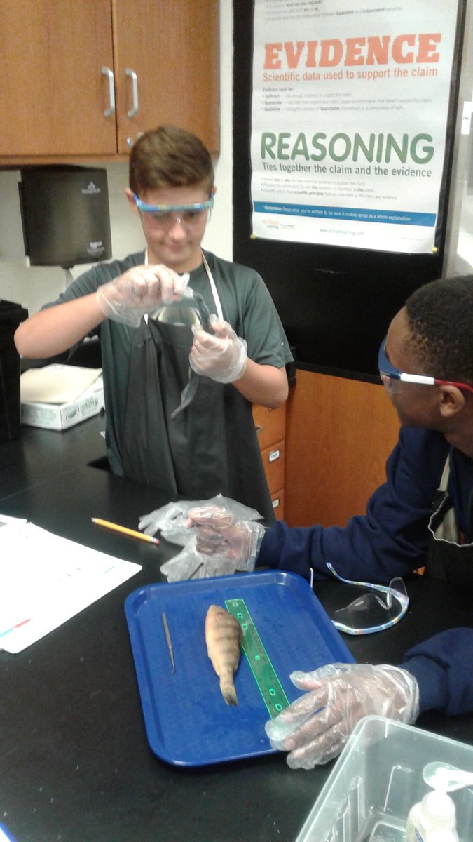 NbcWizards's tweet photo. Science 7 investigating the trout mystery by observing the external features of sea lamprey and perch @NBC_science @nbc_msprincipal 🐍🐟 https://t.co/P0NWt5e3UJ
