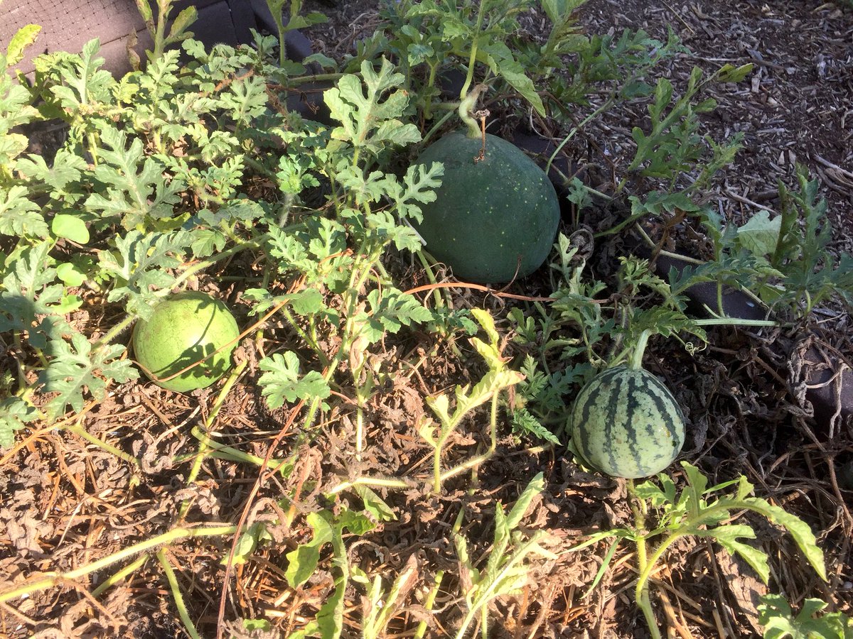 gardenerd1's tweet image. Watermelons 🍉: Hopi Red, Moon &amp;amp; Stars, and Ice Box varieties. Almost time to harvest! #gardenchat #organicgardening