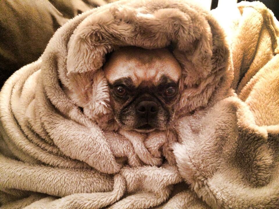 ryanmurphyinc's tweet photo. Hey @amazon #HQ2 #AmazonYYC #LoveYYC #FightaBear4U Have Exp fighting this bear! @calgaryeconomic #Pug @CalgaryChamber @maryhmoran https://t.co/gxYQ5RT3hH