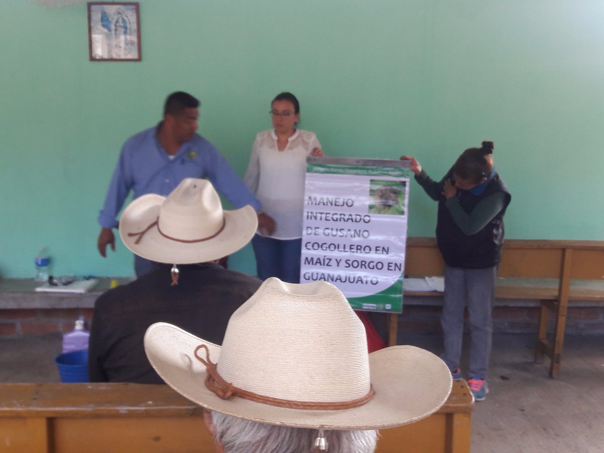 MarisolArregui2's tweet photo. Capacitación elaboración de cebo, reduce costos de producción y menor aplicación de insecticidas, Las Canoas. @DesdeGto  @Bettyvaz2 https://t.co/uJhfl02yYn