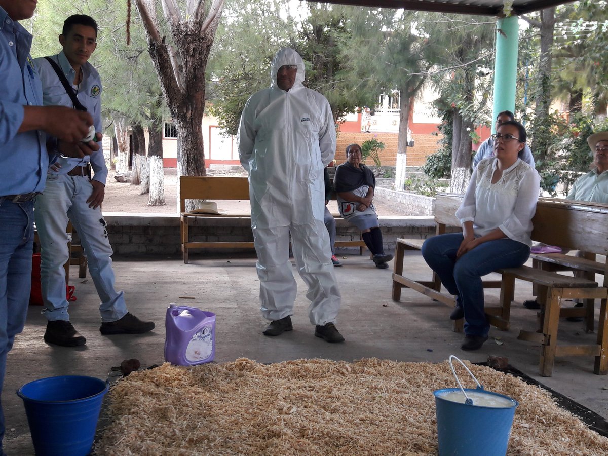 MarisolArregui2's tweet photo. Capacitación elaboración de cebo, reduce costos de producción y menor aplicación de insecticidas, Las Canoas. @DesdeGto  @Bettyvaz2 https://t.co/uJhfl02yYn