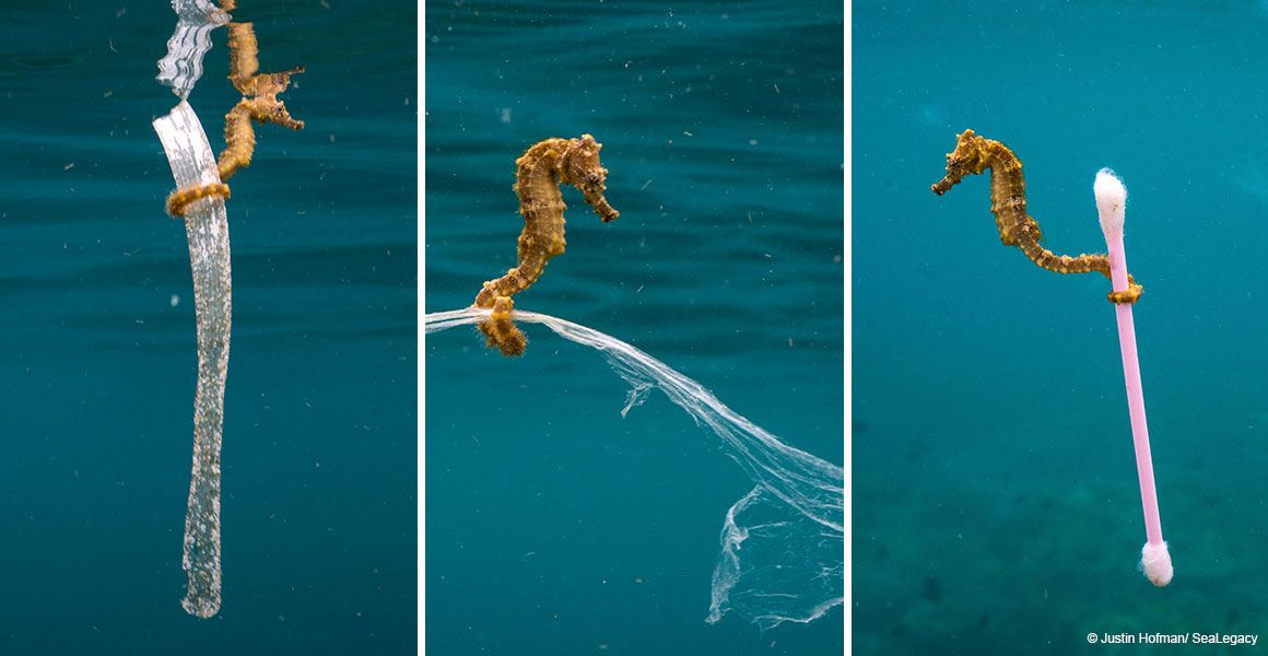 UoSoceans's tweet photo. Wildlife Photographer of the Year: the reality of a sewage surfer >>  https://t.co/IOLtYKc2yr
#oceans #ExploringOurOceans https://t.co/7xLDl68Nux