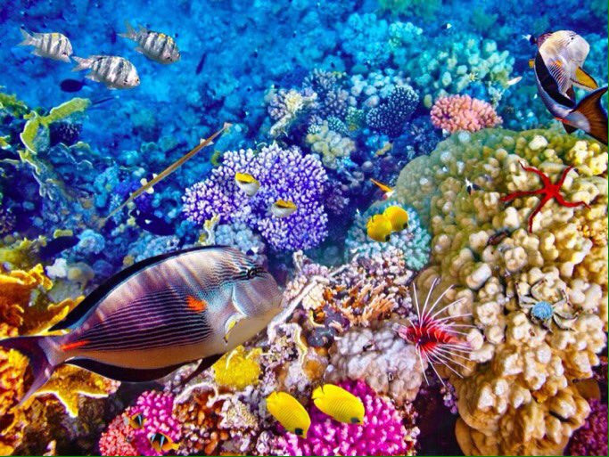 ArtLover99's tweet photo. The Great Barrier Reef, Australia 

اَلْحَيْدُ الْمَرْجَانِيُّ الْعَظِيم، أستراليا  

#amazing #photos #fish https://t.co/hdBdU468Vw
