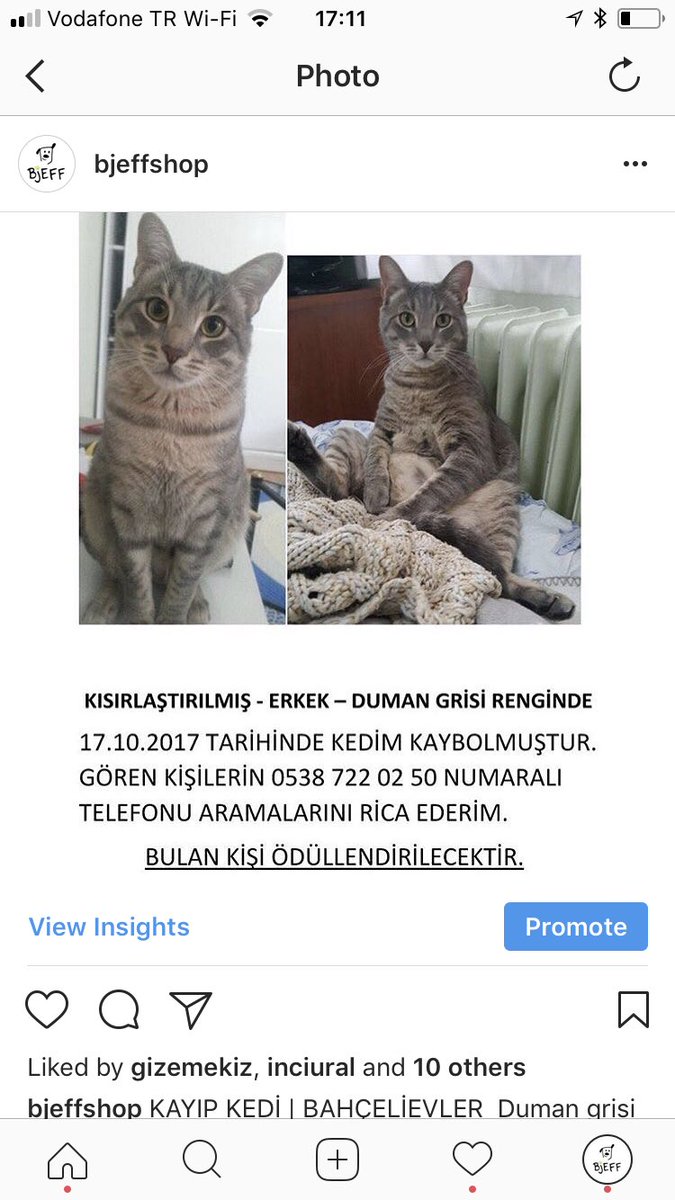 BjeffShop's tweet photo. KAYIP KEDİ | BAHÇELİEVLER  Duman grisi kısır oğlan eve giren hırsız sebebiyle evden kaçmış, kayıp! Çip i var. 0538 722 02 50  #kayıpkedi https://t.co/IGylGJeWdw