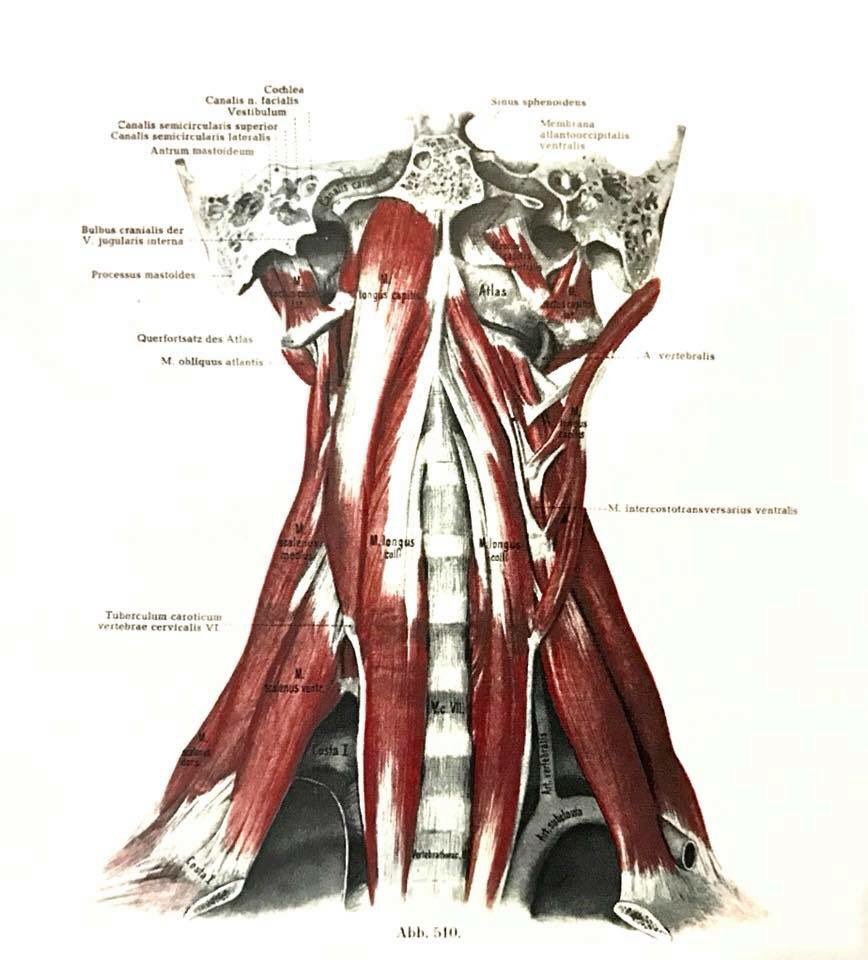 日本鍼灸療術医学会 Nihontramed Twitter