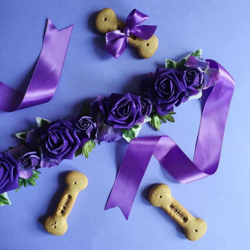 CupidCollars's tweet photo. Purple perfection. Have you found the perfect look for your pup for the big day? ⠀
⠀
#purplewedding #purplecollar https://t.co/NJJdu4bPek https://t.co/mVeh5xulI7