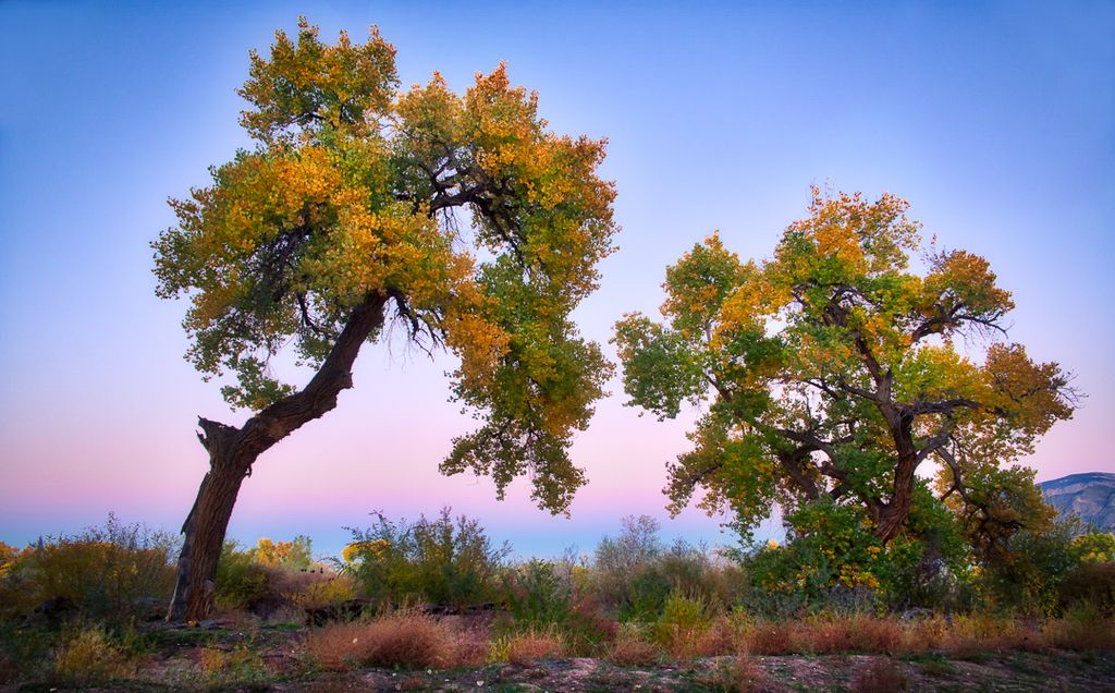 Matt_Dzierbun's tweet photo. #NewMexico #Bosque #nmture https://t.co/QTc2ZQPHqR