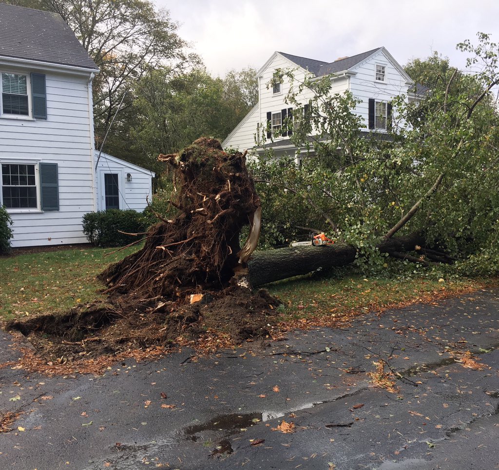 LtStevenJDearth's tweet photo. One of many trees down overnight from that wind/rain storm. This is Garrison Road, fortunately, it missed the houses. https://t.co/KGjIVYdxwj