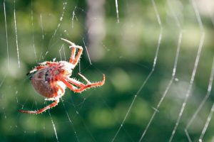 UWMadisonCALS's tweet photo. PJ Liesch (@WiBugGuy) tells us about orb weaver spiders near our homes &amp; how to manage them in this week's #podCALS. https://t.co/Cef6pBKkC3 https://t.co/6BF4DkkHpb