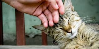 OPINpets's tweet photo. Simply petting a #cat or #dog can decrease a person’s blood pressure #MondayMotivaton #humananimalbond #HealthyLiving #AdoptDontShop #rescue https://t.co/G7aInGArbh