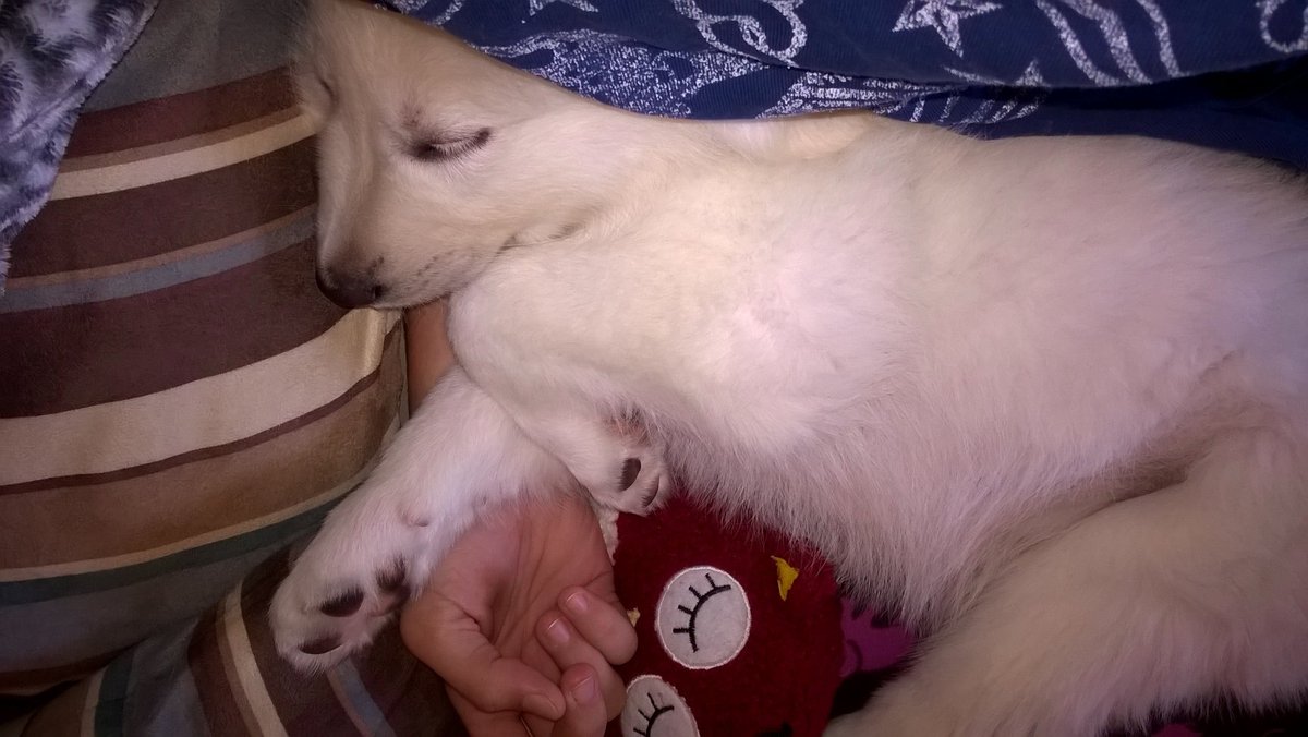 LilSuki's tweet photo. Napping and snuggling, my favorite specialties!!... 😇 https://t.co/WlyolcbDSy