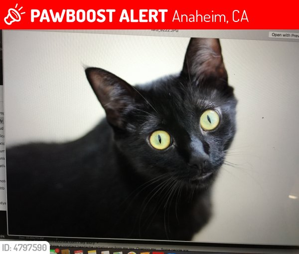 LostPetsAnaheim's tweet photo. Please RT! Have you seen Lulu? #missing #lost #pet in #Anaheim #CA 92807 https://t.co/aBmXC0i967 https://t.co/AUiLYCxHBc