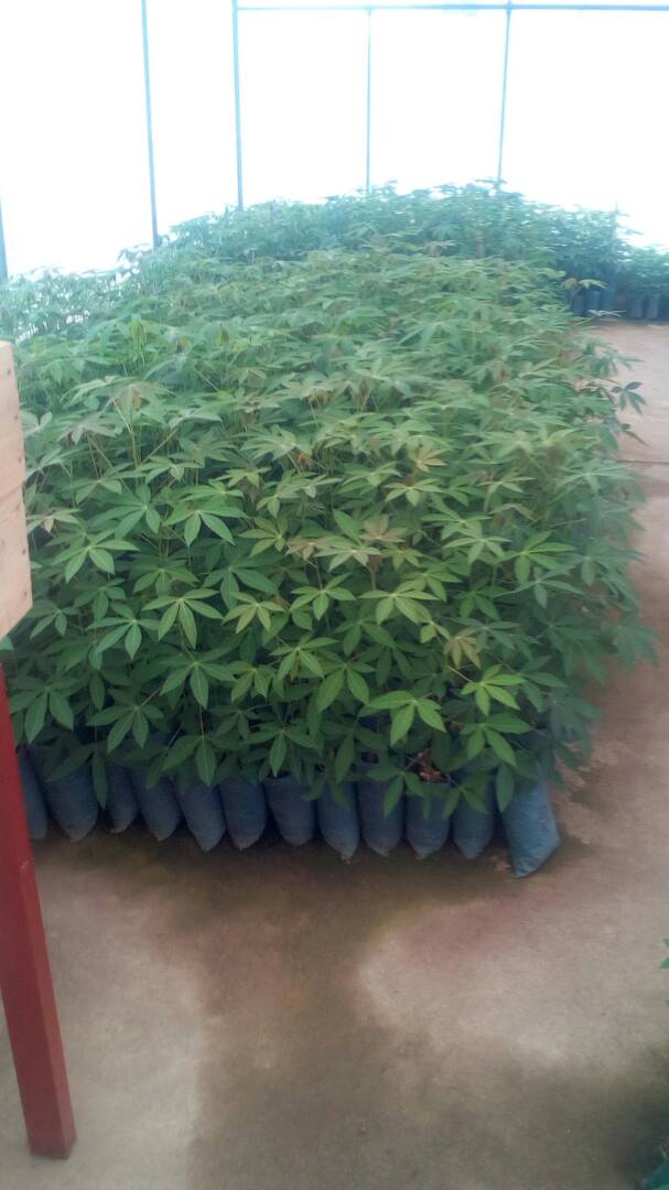 IngaboSyndicate's tweet photo. INGABO Syndicate in partnership with FAO has launched Cassava week event from 23rd to 25th October 2017. https://t.co/Dg8xS7GUCf
