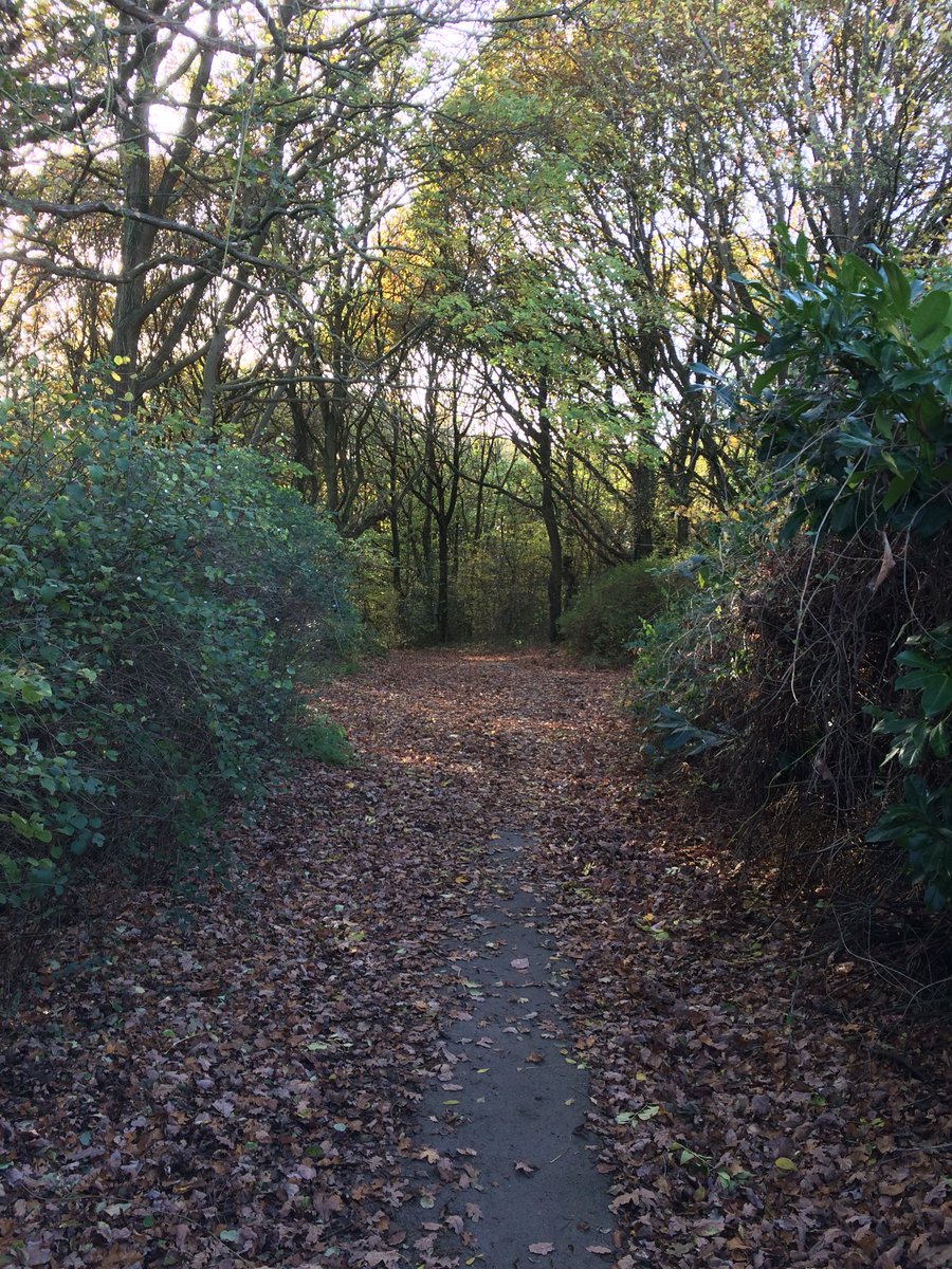 CSmithEnamel's tweet photo. A blanket of autumn leaves covering the old closed road in Mears Coppice today. So thankful to have woods on my doorstep @WTBBC #protectthis https://t.co/u4uMJMWnFQ