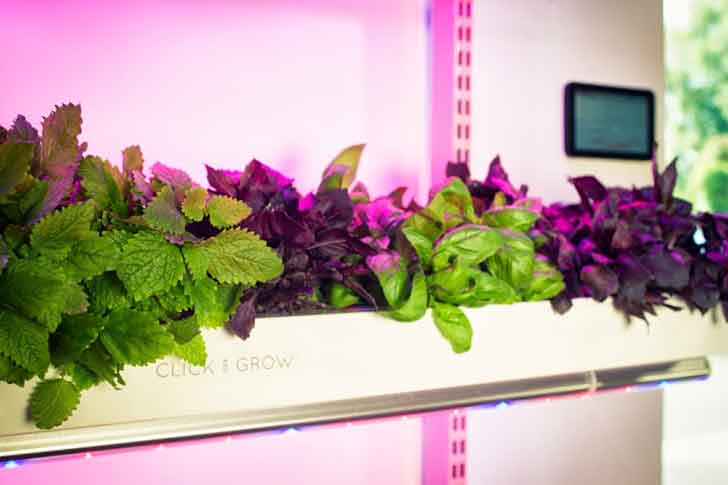 VeggieBros_'s tweet photo. GROW YOUR OWN! #veggie_bros #microgreen #superfood #urbanfarm #urbanfarming #farmersmarket #food #chefs #veggiebros https://t.co/GkSow3lY6H https://t.co/lLdFgdH6KT