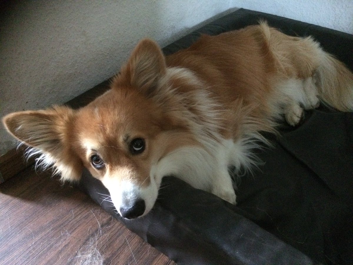 SajuKoboldkind's tweet photo. Mein Mann hat die motiviertesten Bettrettungshelferhunde wo gibt. #DeppenSquad <3 https://t.co/hxN3a4HOdx