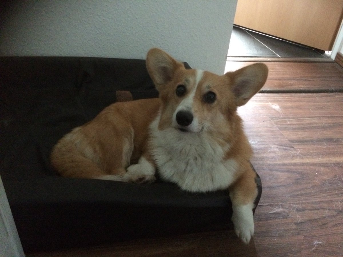 SajuKoboldkind's tweet photo. Mein Mann hat die motiviertesten Bettrettungshelferhunde wo gibt. #DeppenSquad <3 https://t.co/hxN3a4HOdx