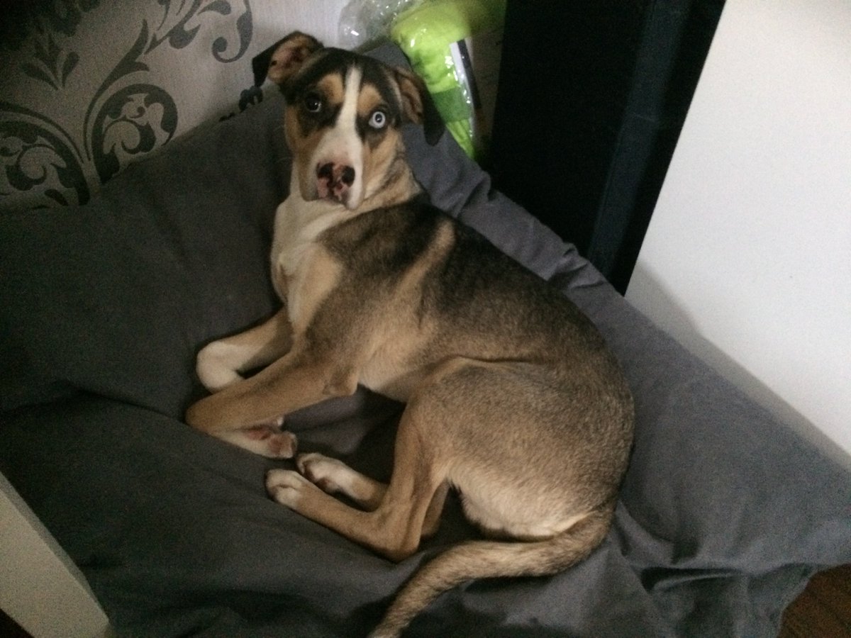 SajuKoboldkind's tweet photo. Mein Mann hat die motiviertesten Bettrettungshelferhunde wo gibt. #DeppenSquad <3 https://t.co/hxN3a4HOdx