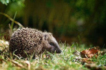 Remember #hedgehogs on 5th Nov. Don't build your bonfire until the day it's to be lit &amp; check for hedgehogs before lighting <a href="/hedgehogsociety/">Hedgehog Society</a>
