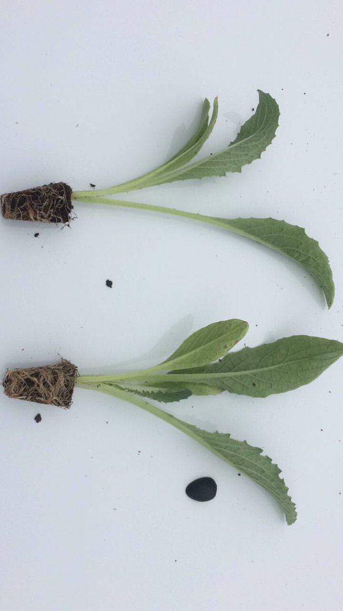 InveranCorp's tweet photo. Aumento radicular en plantulas de alcachofa en prueba de campo de nuestro cliente Plantinera Neoterra 🌿 https://t.co/PdT4nJDQRp