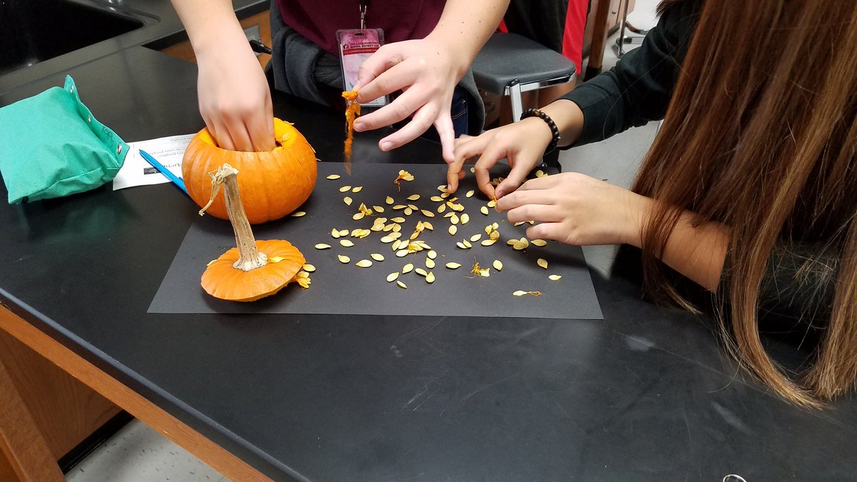 Edie_Mr's tweet photo. Making predictions of how many seeds in a pumpkin. #pumpkinology #olhms #d123 https://t.co/48oDNkjGNI