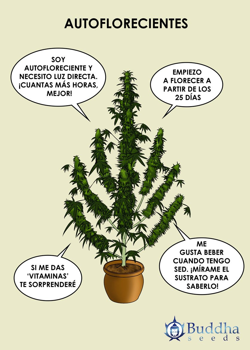 BuddhaSeeds's tweet image. 📝📝 #consejos 📝📝 importantísimos para lograr éxitos en tus #cultivos de #autoflorecientes 🌱🌱#CultivaBuddhaSeeds #cannabis
