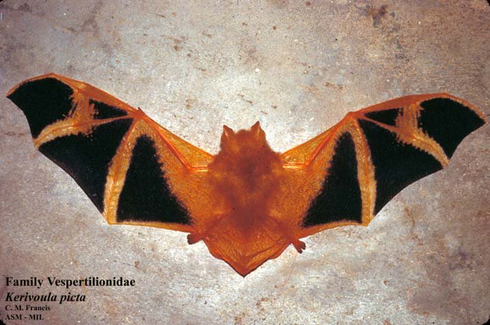 Mammalogists's tweet photo. The #MondayMammal is the Painted Bat, which can cover 6 hectares a night to feeding on small web-building spiders. It also loves Halloween. https://t.co/6ySKUVMmhQ