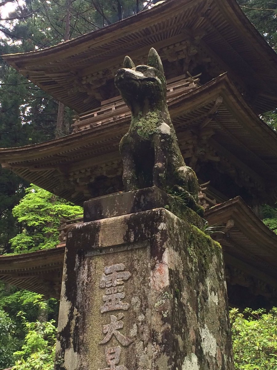サコ A Twitter 霊犬早太郎をおまつりしている駒ヶ根市の光前寺さん とにかく綺麗 門をくぐってすぐのヒカリゴケから美しい杉並木や花々に 新鮮な空気が癒してくれます