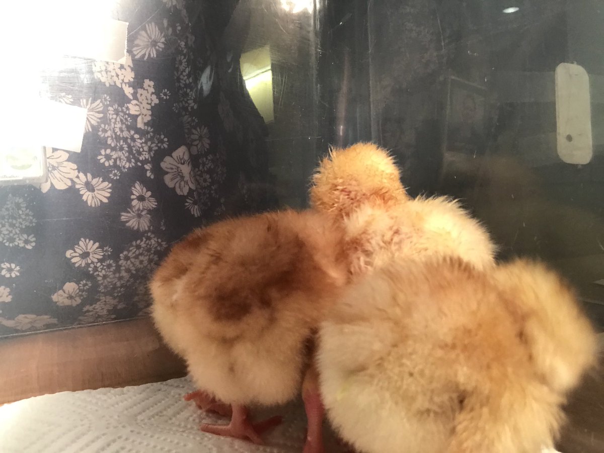 GingerReads's tweet photo. Busy morning! #librarychicks #librarylife https://t.co/HuUSdO8Q1b
