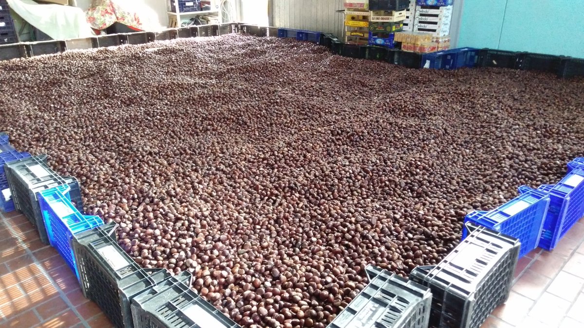 CastagneAmiata's tweet photo. La fase di #asciugatura è fondamentale dopo la messa in #acqua #castagne #chestnuts #amiata https://t.co/P9omlKDetP