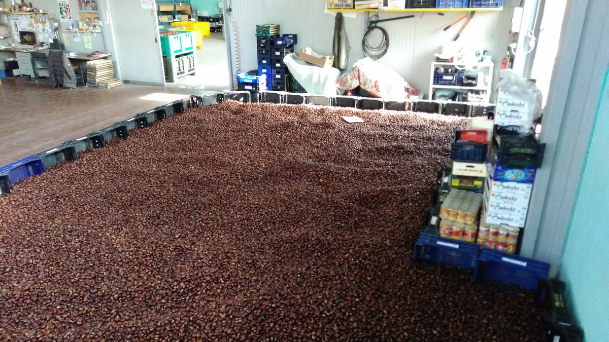 CastagneAmiata's tweet photo. La fase di #asciugatura è fondamentale dopo la messa in #acqua #castagne #chestnuts #amiata https://t.co/P9omlKDetP