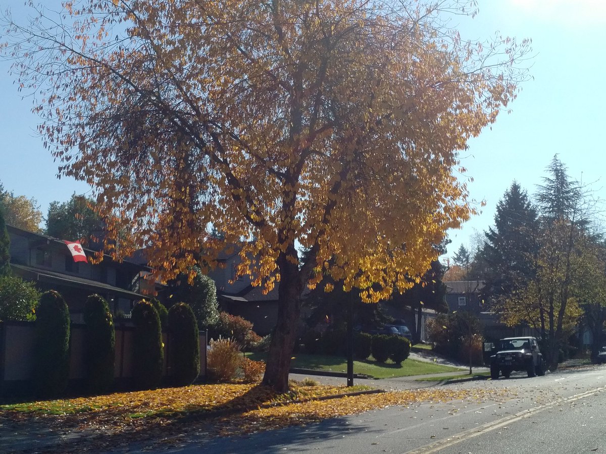 goldmex16's tweet photo. Yesterday was like a summer day in October. The trees are very confused. #fallsummer @Miss604 https://t.co/L7wmpM9sES