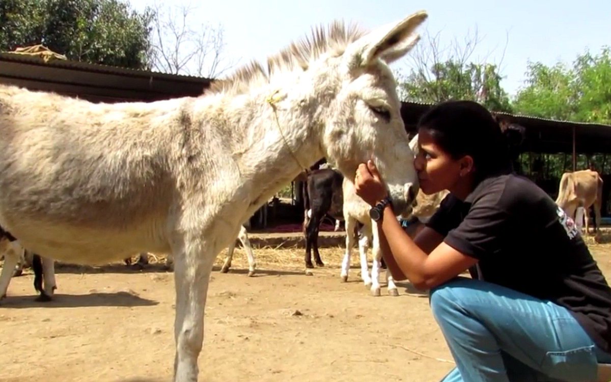 OneGreenPlanet's tweet photo. Rescuers Save #Donkey Who Was Brutally Beaten and Give Him a Forever Home! https://t.co/HBXYxr4hGP #AnimalRescue #Compassion https://t.co/RMHm3i9AIj