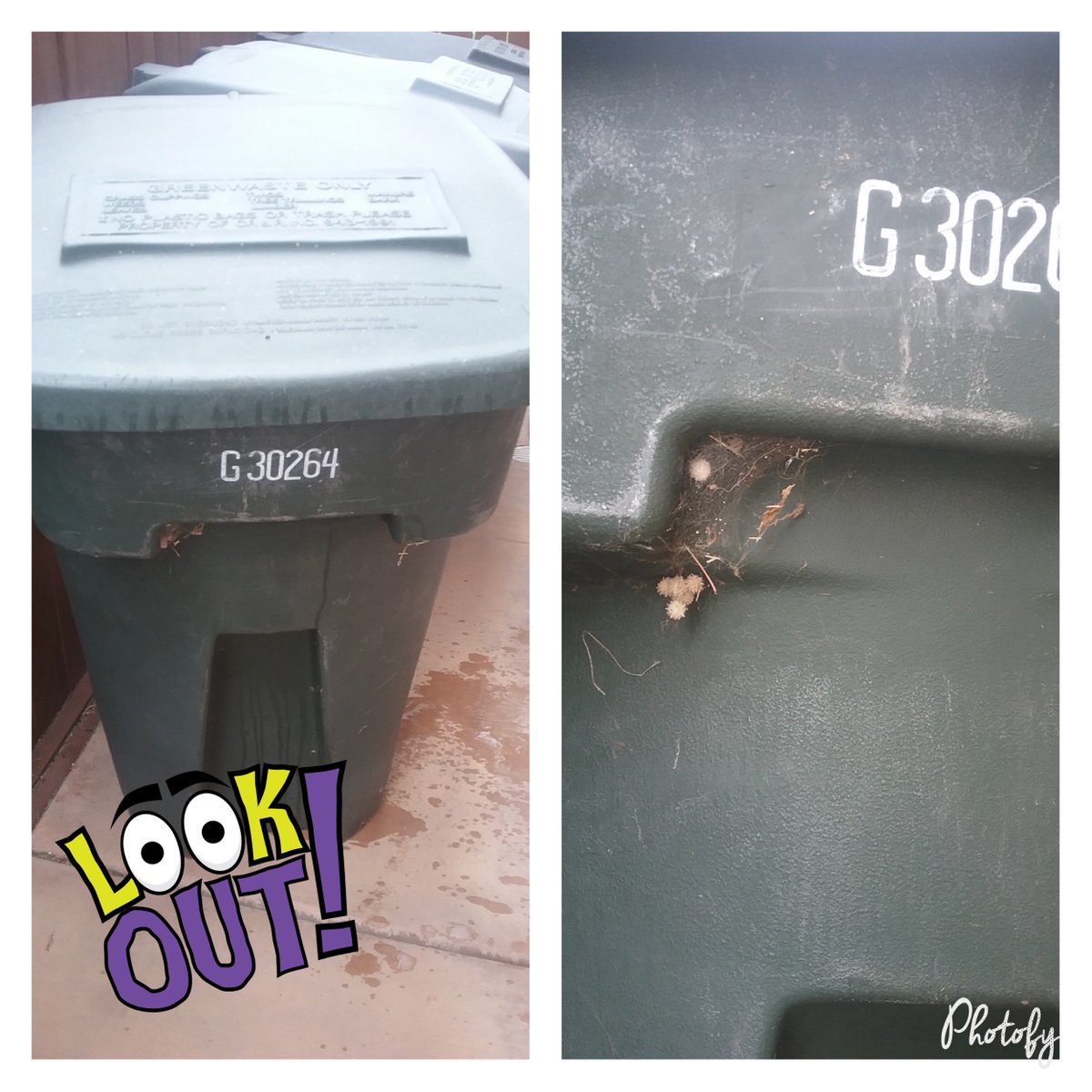 BlackKnightPest's tweet photo. Wanna see something truly frightening?!π·πΈ Widows love to hide around your garbage bins so be careful when handling! #pestcontroltip https://t.co/rMuhKPUL8w