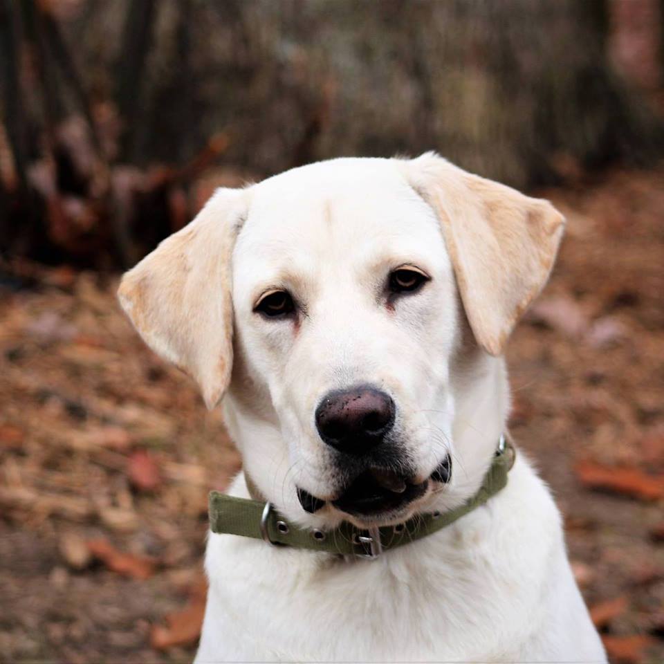 LabradorFanClub's tweet photo. This Awesome Lab is Doc :) How CUTE is he on a scale from 1 to 10?

Photo sent by Ken Donta https://t.co/SqSGsIagjC