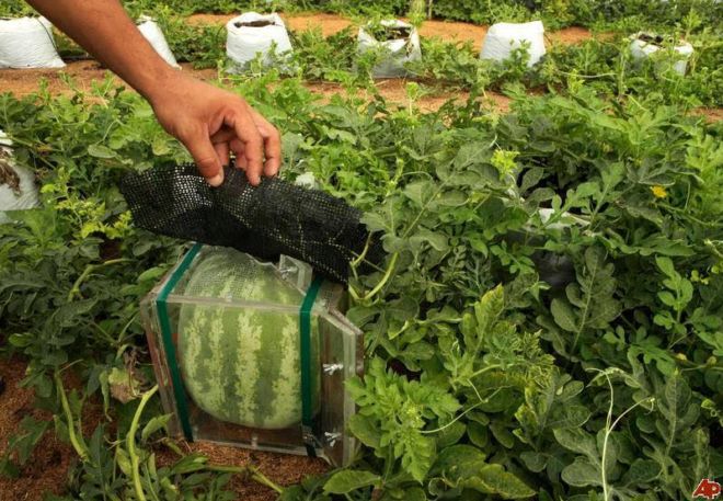 FunoticOfficial's tweet photo. Square Watermelon #Farming In Japan - https://t.co/9RyFw86VNV
#Amazing #SquareWatermelon, #WOW https://t.co/MSUoZf5FNZ