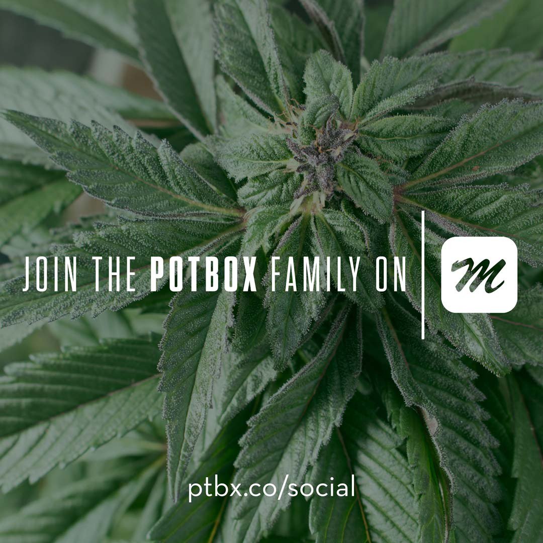 Come join us on MassRoots, the largest cannabis social network! ptbx.co/social #mmj #sf #la