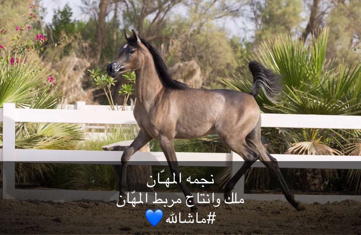 اللهم زد وبارك ماشاء الله تبارك الرحمن