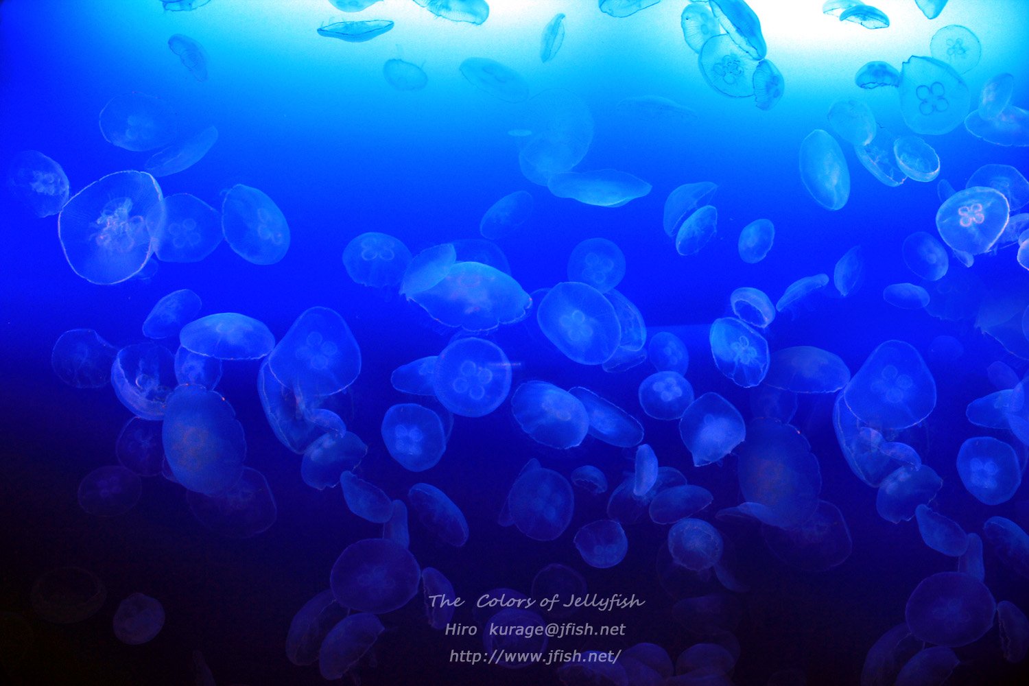 平山ヒロフミ ミズクラゲは別名moon Jelly 月と深い関係ががあります 波間にゆらゆら無数に反射する月の光のように 幻想的 T Co Djcd3hpnyu 海鷹祭 ポストカード クラゲグッズ 小さなクラゲ展示 クラゲ 海月 水母 Jellyfish T