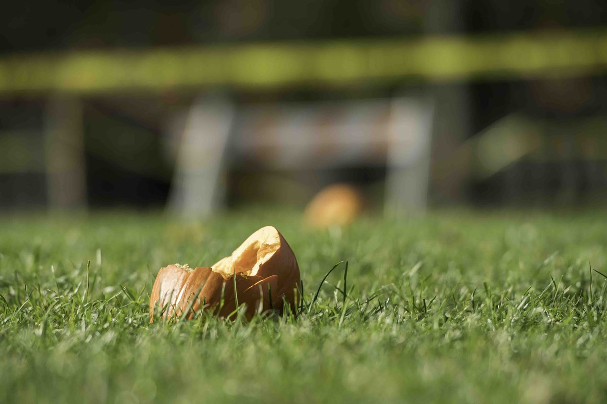 UofR's tweet photo. The Annual Pumpkin Launch on Wilson Quad: A Story in Four Acts https://t.co/ddjR2w9U5r