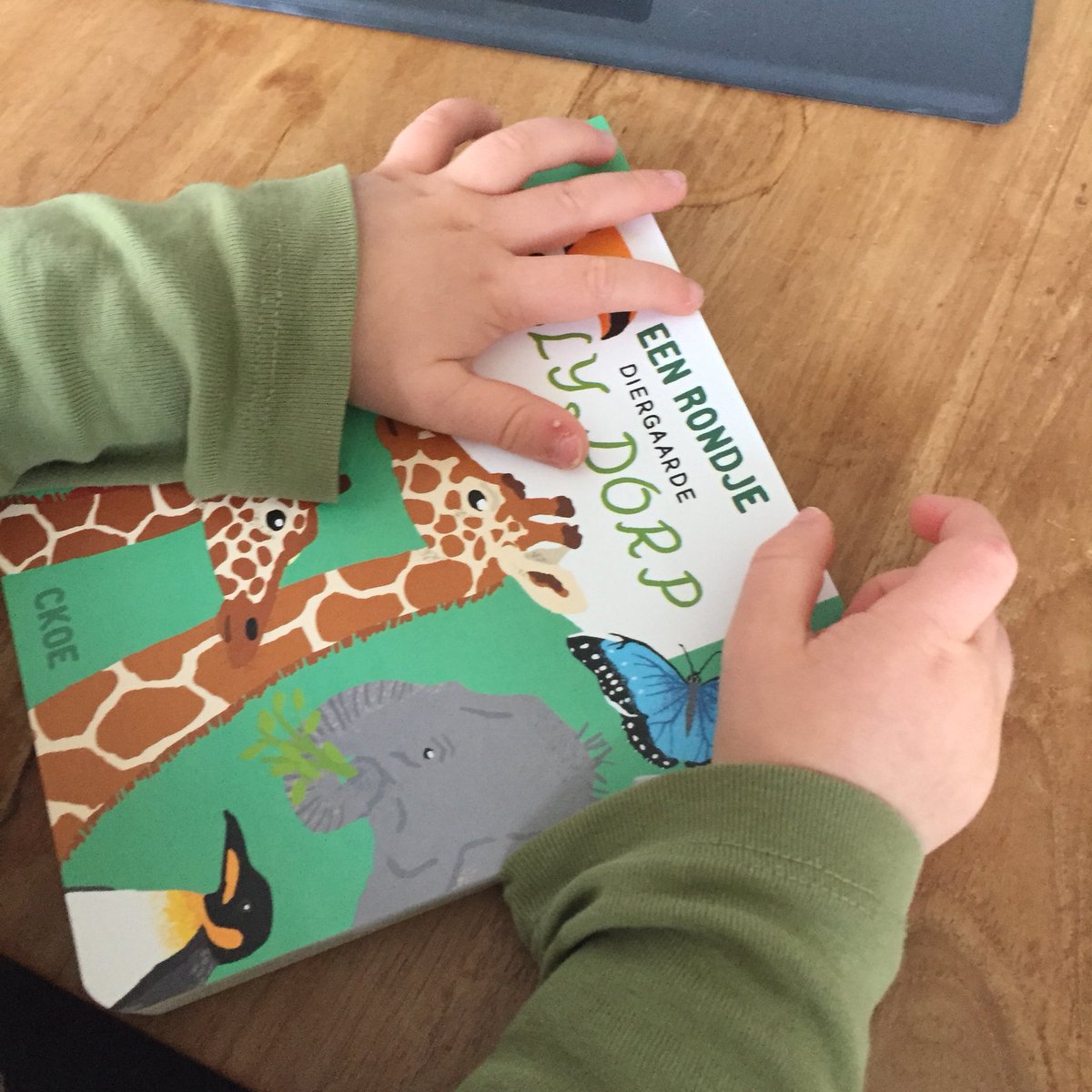 Proeflezen... De voorbereidingen voor de lancering van Een rondje Diergaarde Blijdorp kunnen beginnen. #rondjeblijdorp #kartonboekje