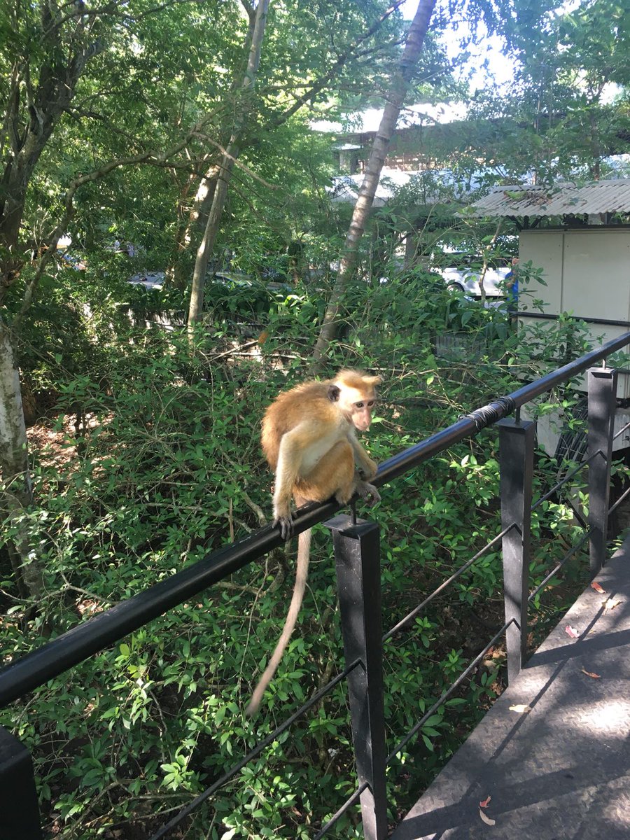 MTBSCricket's tweet photo. Please remember to check our Sri Lanka 2017 blog for the first 6 days of action! https://t.co/SgH0lhI8Q9 #monkeyingaround @MerchantsCrosby https://t.co/joRUtOVi7S