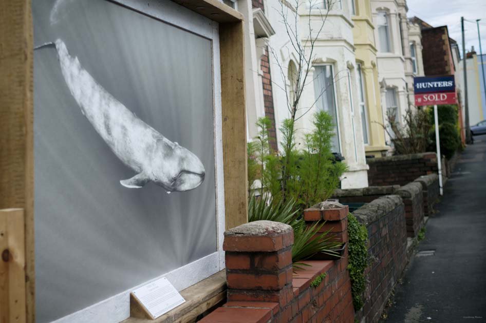 WildscreenFest's tweet photo. Miss our #witnessthewild photography trail in #Bristol? Check it out here thx to @JonCraig_Photos: https://t.co/V8tC1Bbvim https://t.co/U6xZ7wzglX