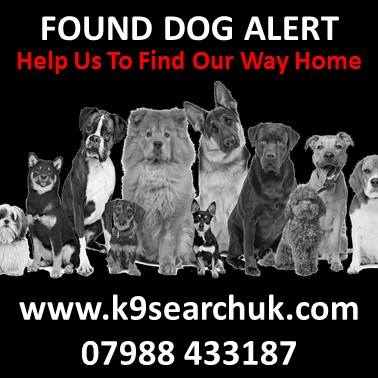 K9founddogs's tweet photo. 2962 REUNITED
FOUND in City Road, Edgbaston on 30.10.17
Schnauzer type, gender withheld, salt/pepper colour https://t.co/pYuPQHAnOz