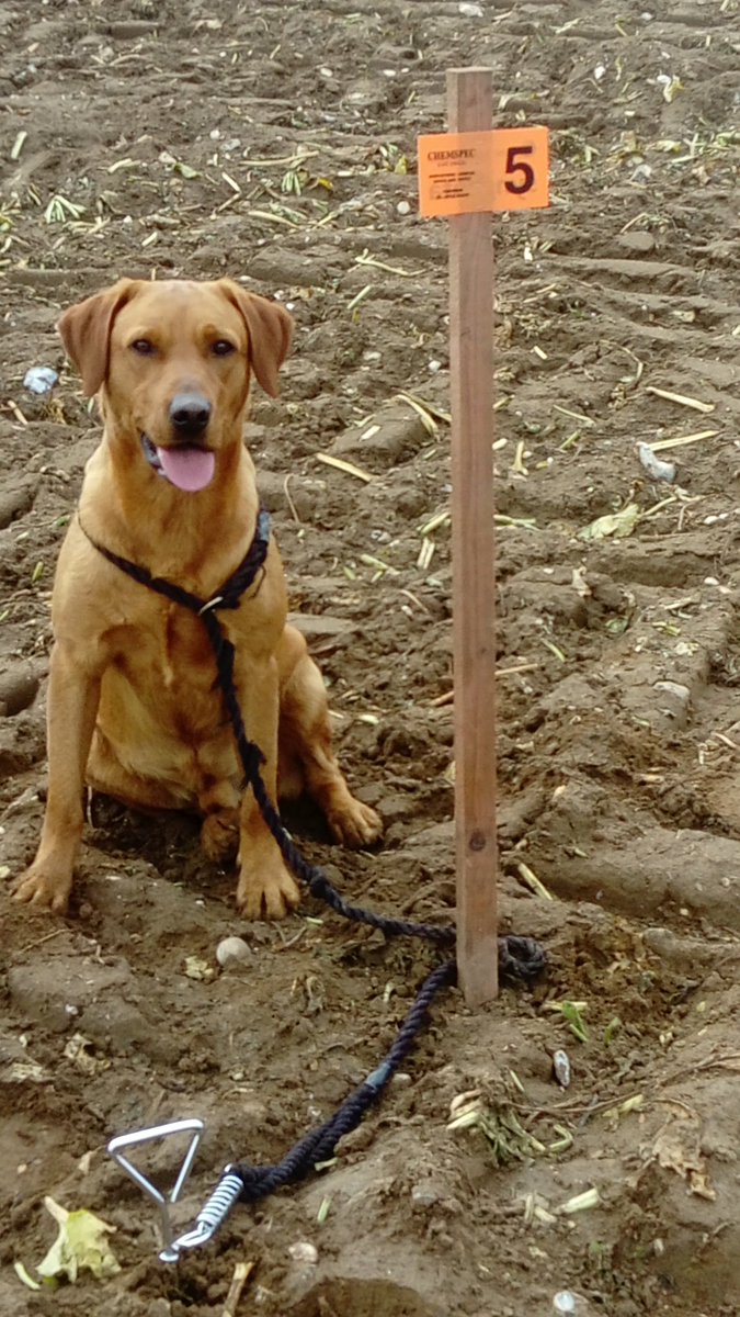 DarrenLeeGill1's tweet photo. First day on a shoot #BASCGundogs all that training so worth while https://t.co/vKFul8m18N
