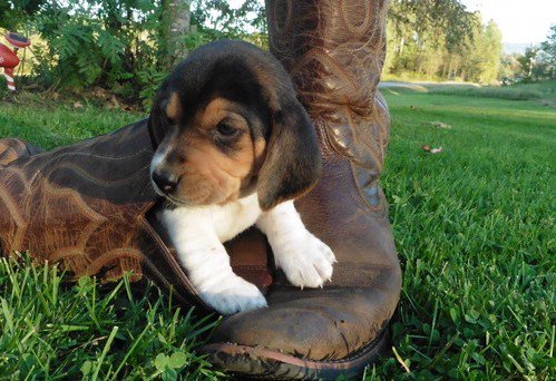 Puppies_dotcom's tweet photo. Happy Monday, meet Marshmallow, she's our puppy of the week! #Beagle #PuppyOfTheWeek #AddALittleWiggle https://t.co/ClFV71l1UN